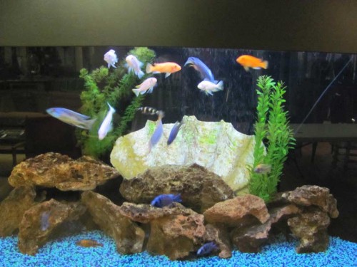 FISH TANKS