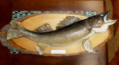 SALMON FISH