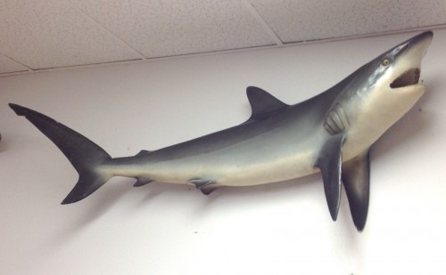 6` SHARK