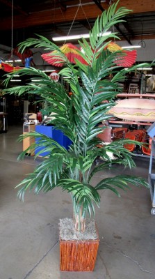 PALM TREE