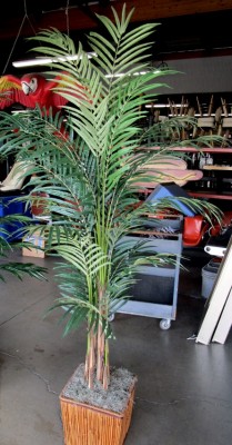 PALM TREE