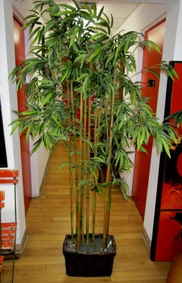 BAMBOO TREE