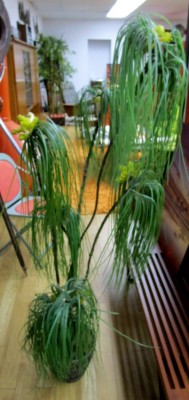 WEEPING WILLOW