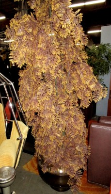 FERN