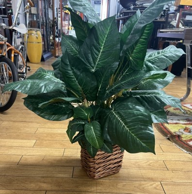 SHORT PALM PLANT